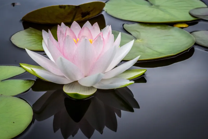 Lotus flower floating on water, symbolising harmony and healing